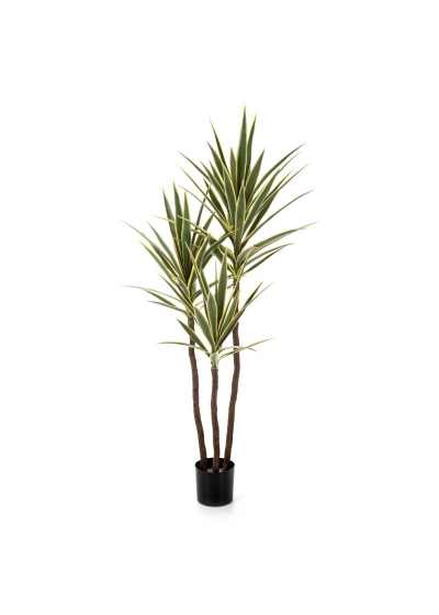 Yucca Variegata Tree De Luxe - 160Cm