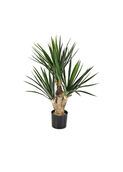 Baby Yucca X 3 - 68Cm