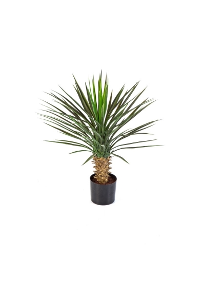 Yucca Rostrata De Luxe - 80Cm