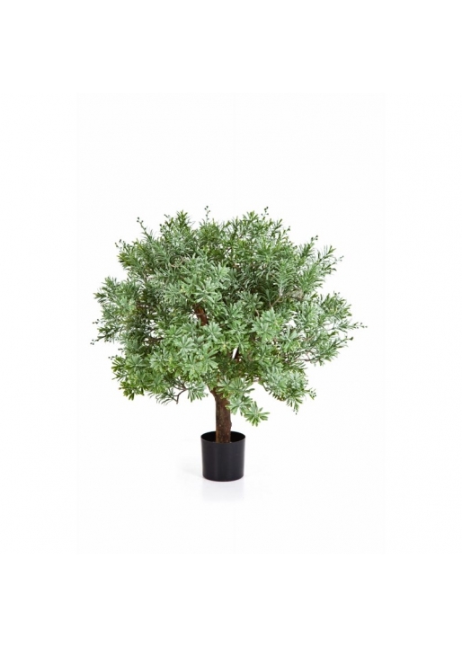 Crossostephium Ball Tree - 60Cm