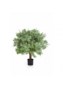 Crossostephium Ball Tree - 60Cm