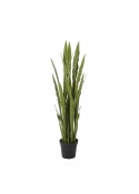 Sanseveria Verde Con Vaso - 120Cm