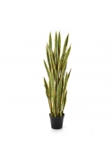 Sanseveria Variegata W/ - 120Cm
