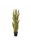 Sanseveria Variegata W/ - 120Cm