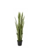 Sanseveria Verde Con Vaso - 150Cm