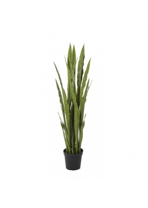 Sanseveria Verde Con Vaso - 150Cm