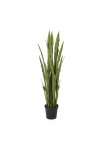 Sanseveria Verde Con Vaso - 150Cm