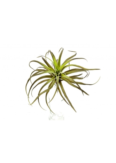 Tillandsia Flocked X 32 - 26Cm