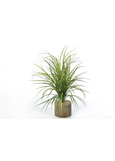 Erba Bunch X 158 - 75Cm