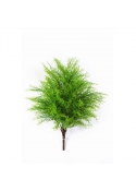 Springeri Cespuglio X 22 - 60Cm
