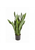 Sanseveria Con Vaso - 80Cm