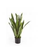 Sanseveria Variegata Con Vaso - 80Cm