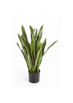 Sanseveria Variegata Con Vaso - 93Cm