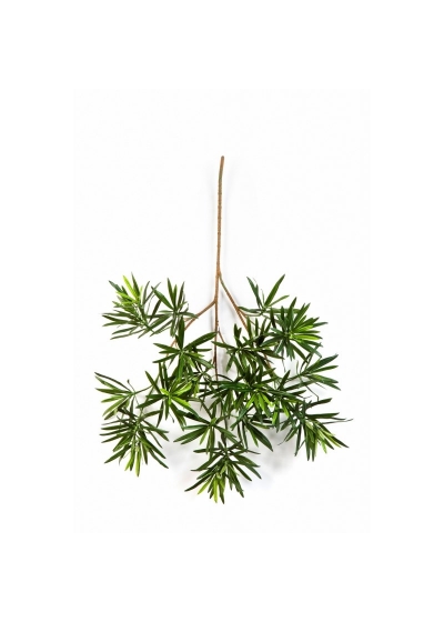 Podocarpus New Spray 66 Cm - 66Cm