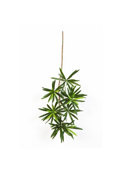 Podocarpus New Spray 53 Cm - 53Cm
