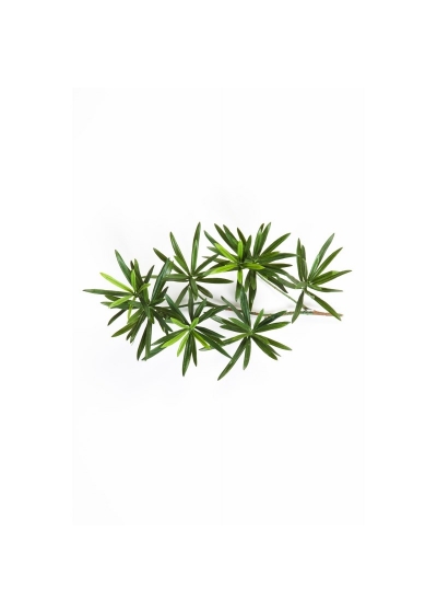Podocarpus New Spray 40 Cm - 40Cm