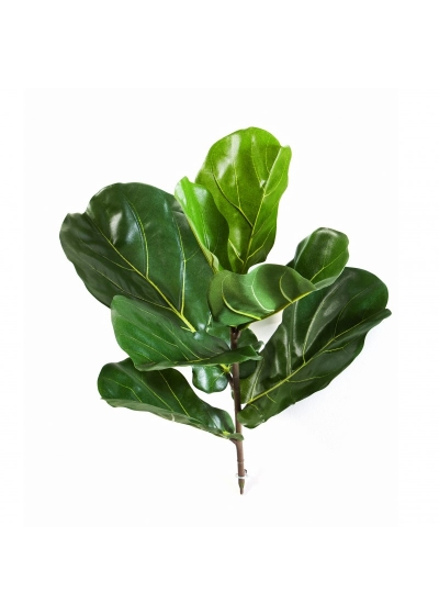 Fiddle Foglia Spray X 7 Lvs - 58Cm