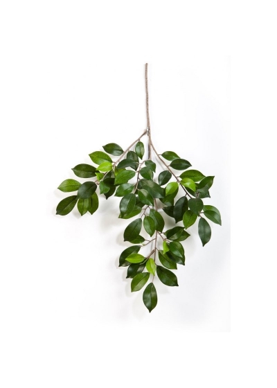 Ficus Folia Spray X 64 - 48Cm