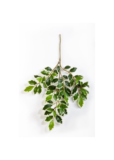 Ficus Variegata Folia Spray X 64 - 48Cm