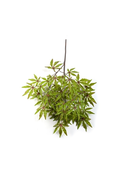 Acero Japanese Spray - 63Cm