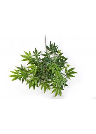 Acero Japanese Spray - 63Cm