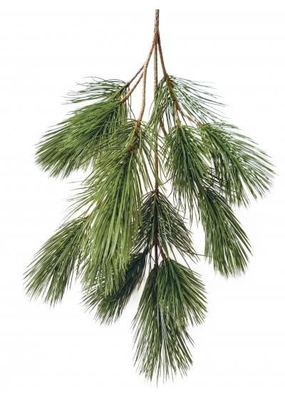 Pinus Bonsai Spray X 18 - 90Cm