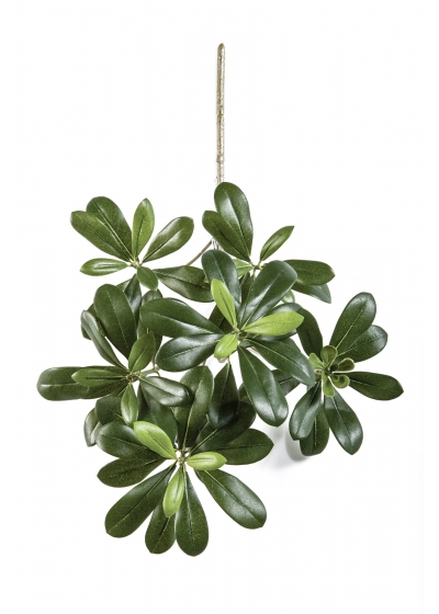 Pittisporum Mountain Spray - 40Cm