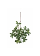 Euonymus Variegata Japonicus Spr - 55Cm