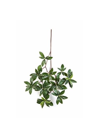 Euonymus Variegata Japonicus Spr - 55Cm