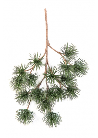 Pinus Bonsai Parviflor Spra - 45Cm