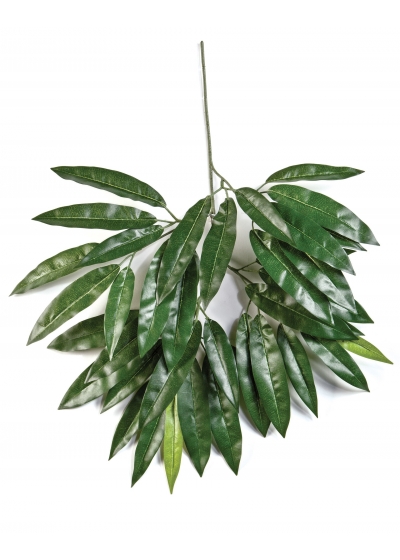 Mango Spray X 41 Lvs - 55Cm