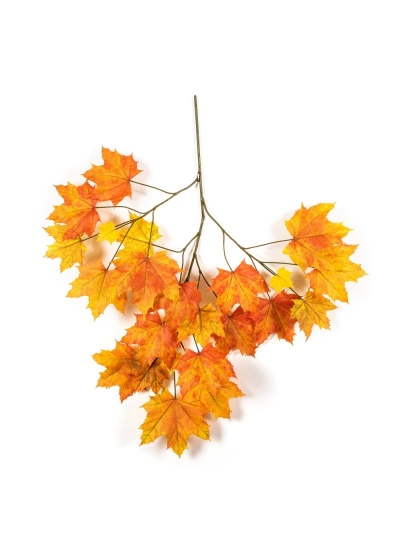 Acero Autumn Sugar X 23 - 80Cm