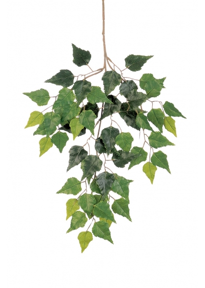 Birch Spray X 3