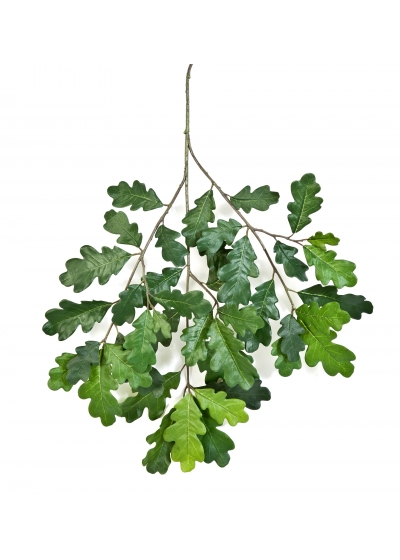 Quercia Common Spray - 60Cm