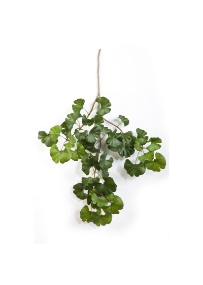 Gingko Sweet Spray X 52 - 60Cm
