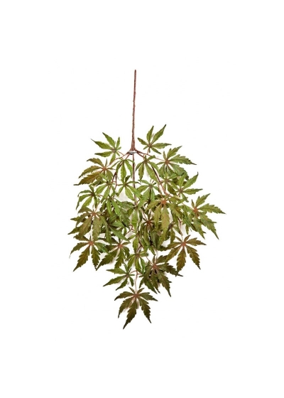 Acero Japanese Spray X 36 - 60Cm