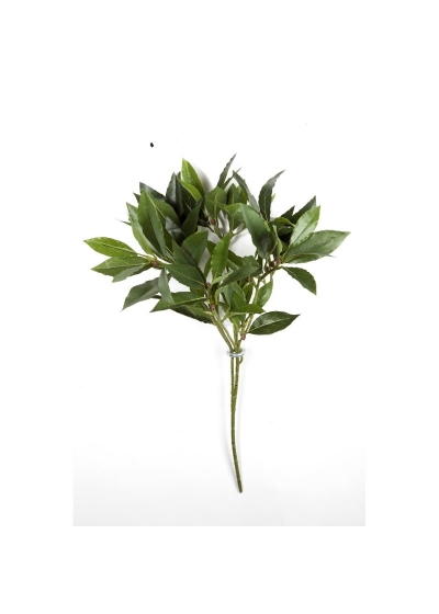 Laurel Bay Spray X 74