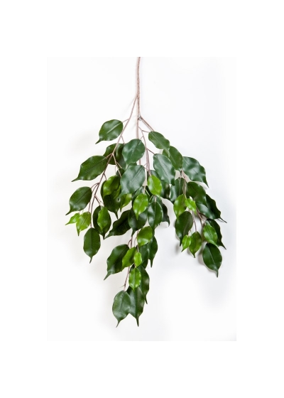 Ficus Exotica Spray X 55