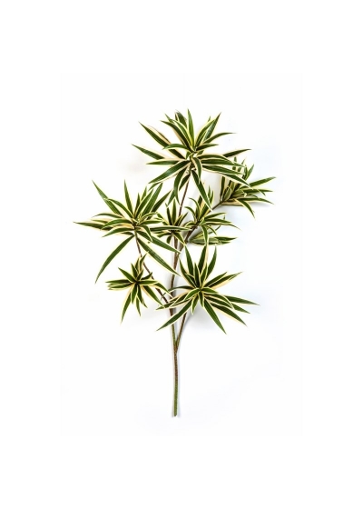 Dracaena Variegata Reflexa Spray - 70Cm