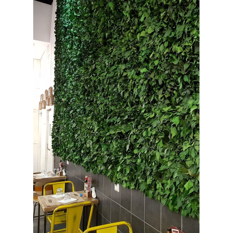PIASTRELLE PER PARETI DI EDERA NATURALE LUX™ Stabilizzato - Pannelli da 40x60cm