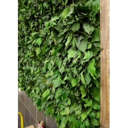 LICHEN WALL Panels from 75x75m Different Colors 