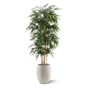 Albero di bambù artificiale 180 cm