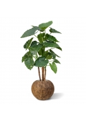 Alocasia Calidora deluxe pianta artificiale 125 cm