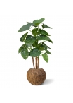 Alocasia Calidora deluxe pianta artificiale 125 cm