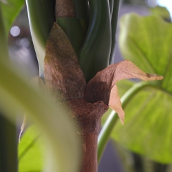 Alocasia Calidora deluxe pianta artificiale 125 cm