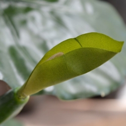 Alocasia Calidora deluxe pianta artificiale 125 cm