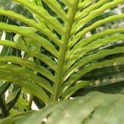 Palma artificiale Areca promo 160cm