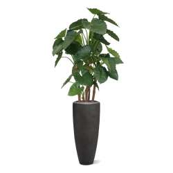 Alocasia Calidora deluxe pianta artificiale 165 cm