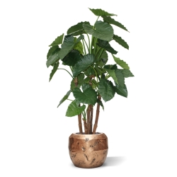 Alocasia Calidora deluxe pianta artificiale 165 cm