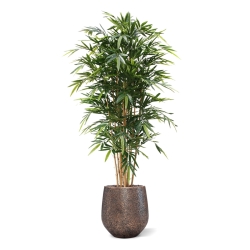 Bambù artificiale Deluxe 180 cm